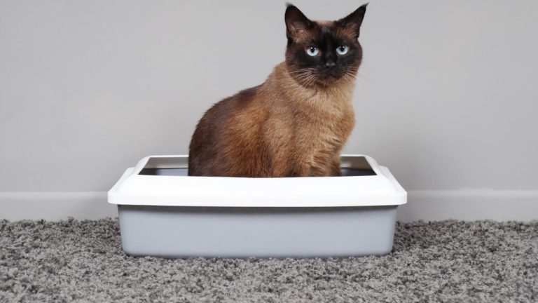 Självrengörande kattlådor